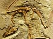 oiseaux descendraient dinosaures