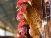 protéines buf porc injectées dans préparations poulet