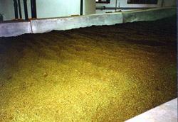 Fermentation_the_light