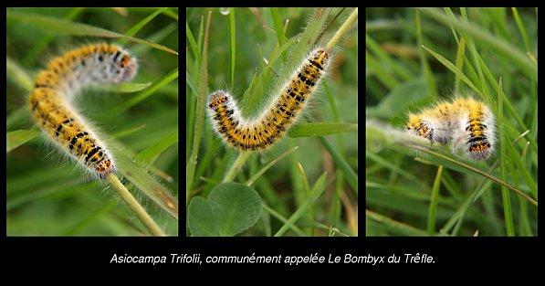 asiocampa trifolii, communément appelée Le Bombyx du Trêfle.