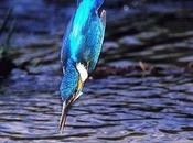 Comment attraper poisson