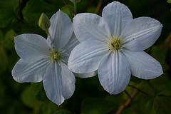 Clematis 'Madame Le Coultre'