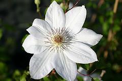 Clematis 'Henry'