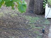 Journal juin 2009 potager sécheresse...