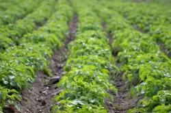 champ pomme de terre