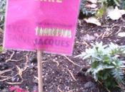 Poèmes Haikus Boulevard Liège Véronique Dubois