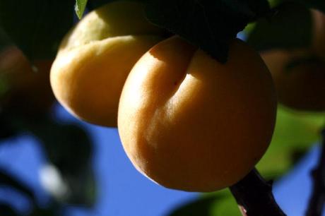 Abricot apricot damasco alperce  prunus armeniaca