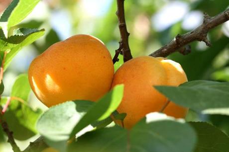 Apricot abricot damasco alperce  Prunus armeniaca