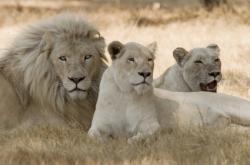 lions blancs