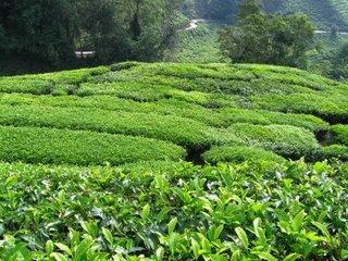 Visite d'une plantation de thé