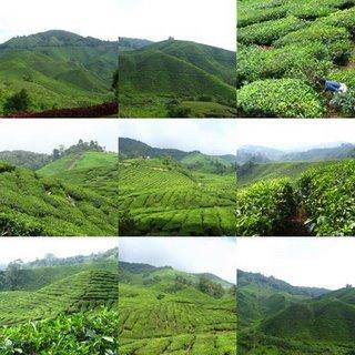 Visite d'une plantation de thé