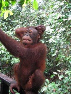 Les orangs-outans de Bornéo