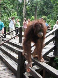 Les orangs-outans de Bornéo