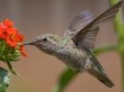 colibri, plus rapide qu'un avion chasse