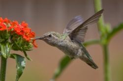 colibri d'Anna