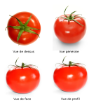 548px-Tomato_full.png