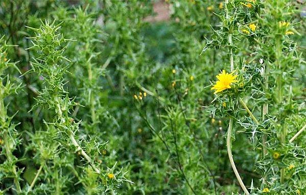 L'enfer des jardins familaux