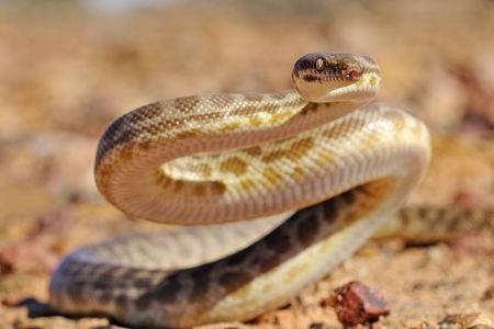 Antaresia_stimsoni_0001_004