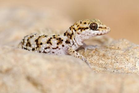 Heteronotia_binoei_0004_002