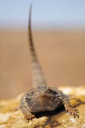 Pogona_vitticeps_0011_005