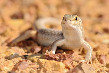 Ctenotus_astarte_0009_003