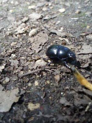 Sous les allées de tilleuls et le nez par terre