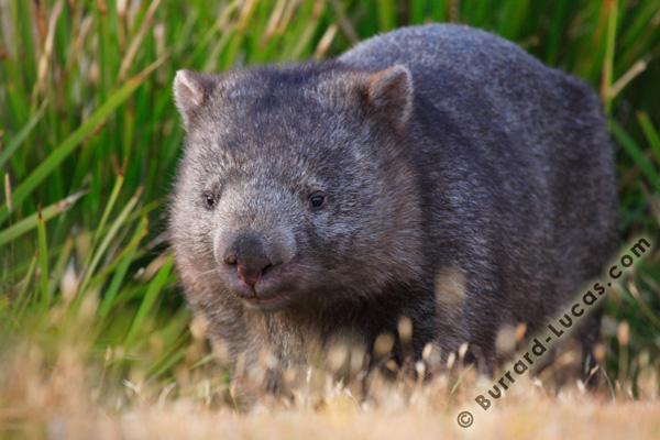Le wombat est-il un ours miniature ?