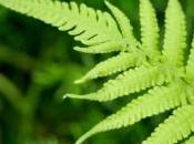 fougères pour dépolluer sols chinois