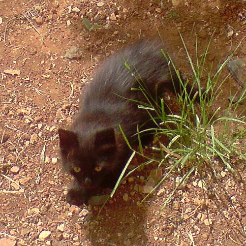 Un chaton rejoint la petite famille du jardin