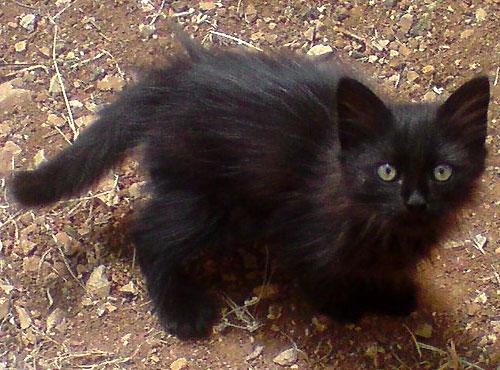 Un chaton rejoint la petite famille du jardin