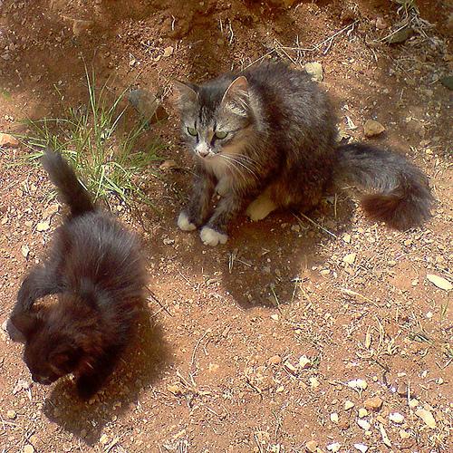 Un chaton rejoint la petite famille du jardin