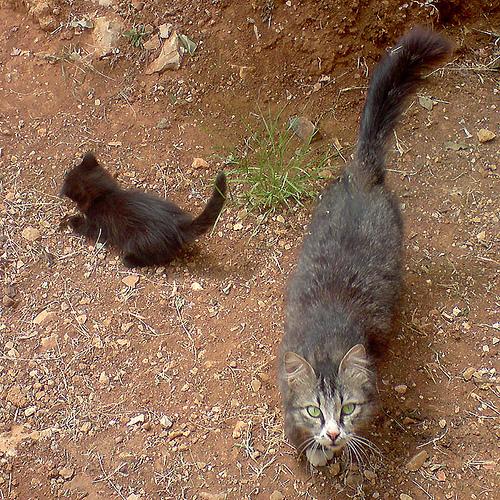 Un chaton rejoint la petite famille du jardin