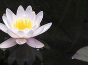 nénuphars