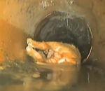 fillette lave chiot dans toilettes tire chasse d'eau