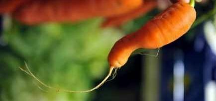 carotte-difforme.jpg