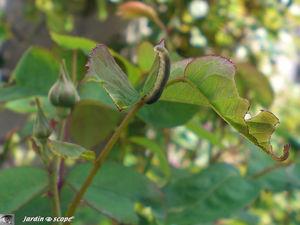 Larve de Tenthrède du rosier • Allantus (Emphytus) cinctus 