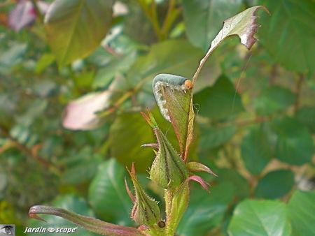 Larve de Tenthrède du rosier • Allantus (Emphytus) cinctus