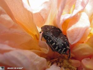 Cétoine hirsute • Oxythyrea funesta