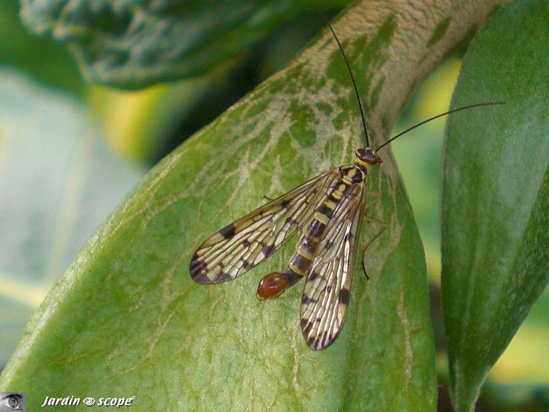 Un petit scarabée dévoreur de fleurs de Rosacées...