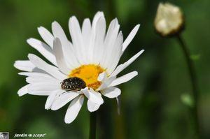 Cétoine hirsute • Oxythyrea funesta