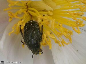 Cétoine hirsute • Oxythyrea funesta