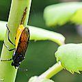 Tenthrède dite mouche à scie, parasite des rosiers