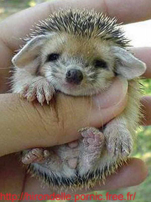 Un petit scarabée dévoreur de fleurs de Rosacées...