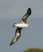 albatros de laysan