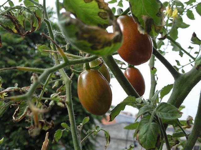 Mon mini jardin