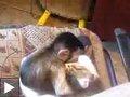 Videos: Les chats zombies + Le singe amoureux du chat