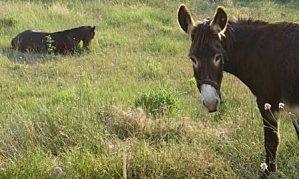 Le Dictaphone De L'iPhone, Quand Simone A La Parole.