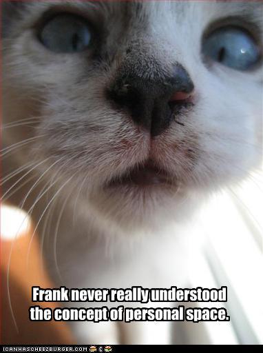 funny pictures of cats with captions