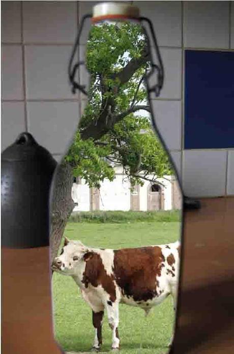 lait-vache agriculture ps76 76