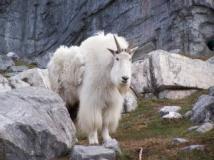 Pourquoi les bibliothécaires se laissent pousser le bouc ?